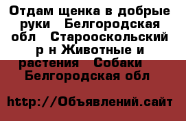 Отдам щенка в добрые руки - Белгородская обл., Старооскольский р-н Животные и растения » Собаки   . Белгородская обл.